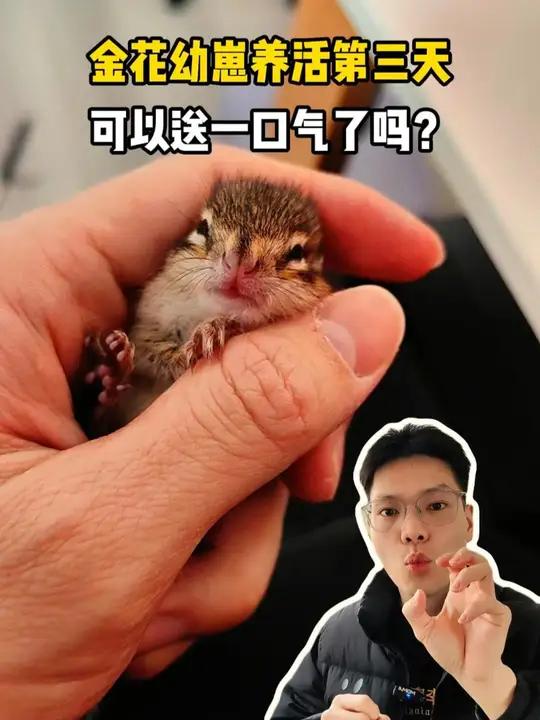 金花幼崽回来第三天,算稳定了吗?金花幼崽怎么饲养?金花幼崽到家多久算稳定了?金花幼崽好养么