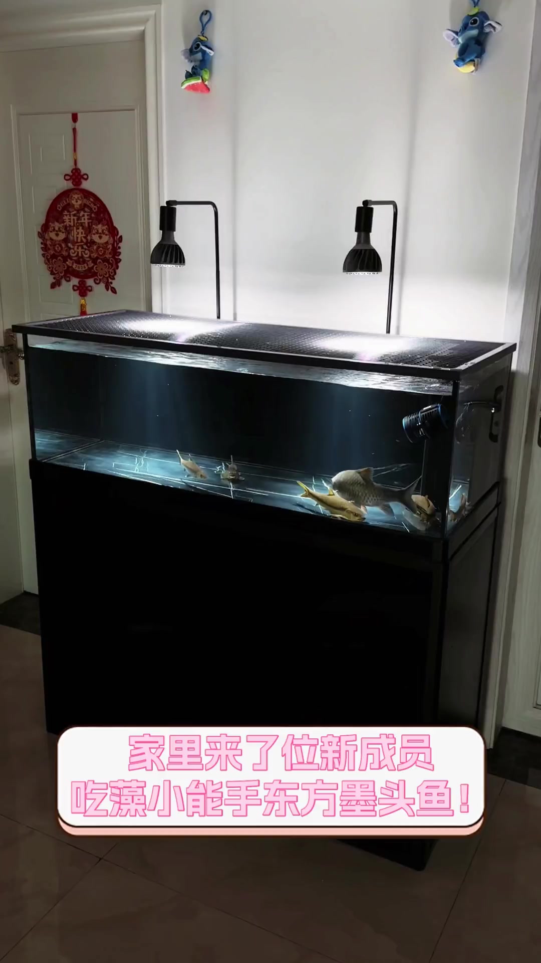 家里来了位新成员,吃藻小能手东方墨头鱼!