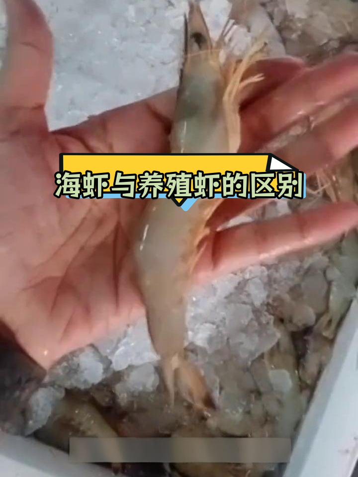 蓝尾虾:海虾中的独特品种