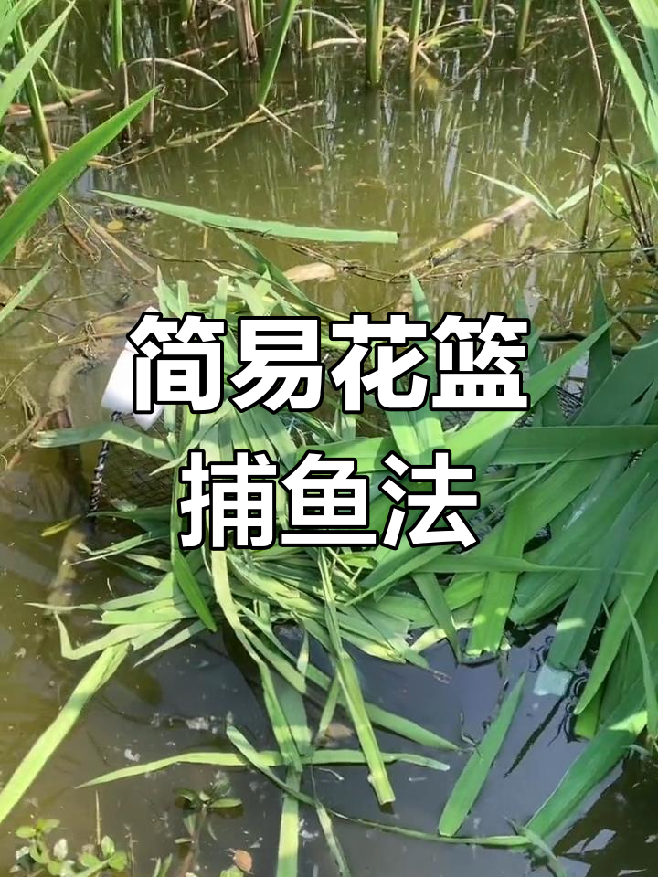 花篮捕鱼技巧大揭秘:如何用矿泉水瓶和泡沫轻松抓鲫黑甲