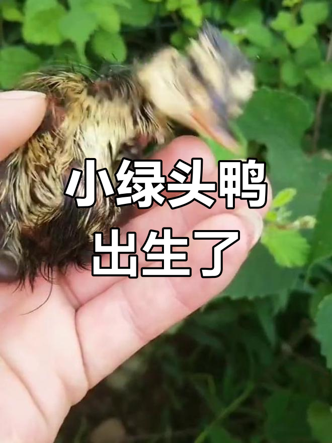 绿头鸭幼崽破壳而出,萌态十足