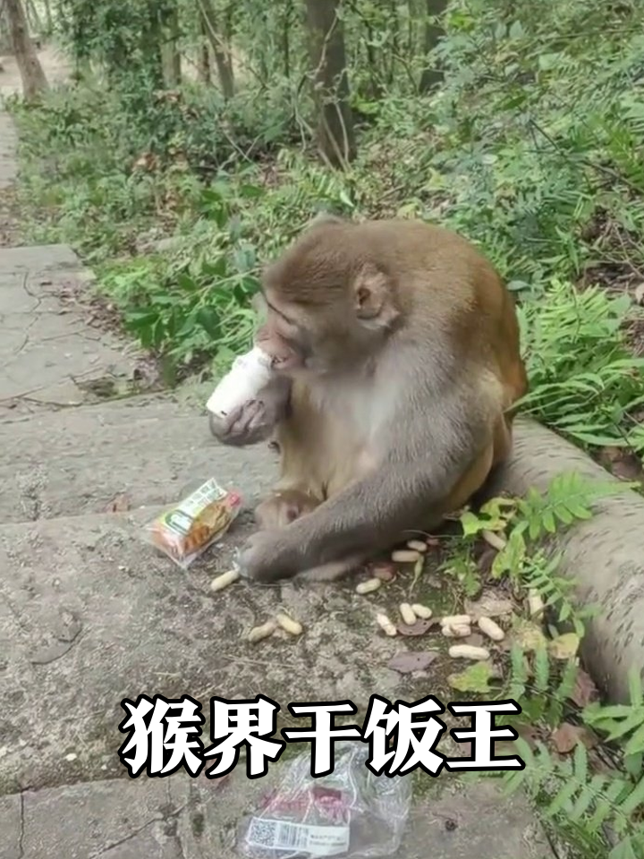 猴子喝饮料姿势太销魂，左手饮料右手花生，网友：这是成精了！