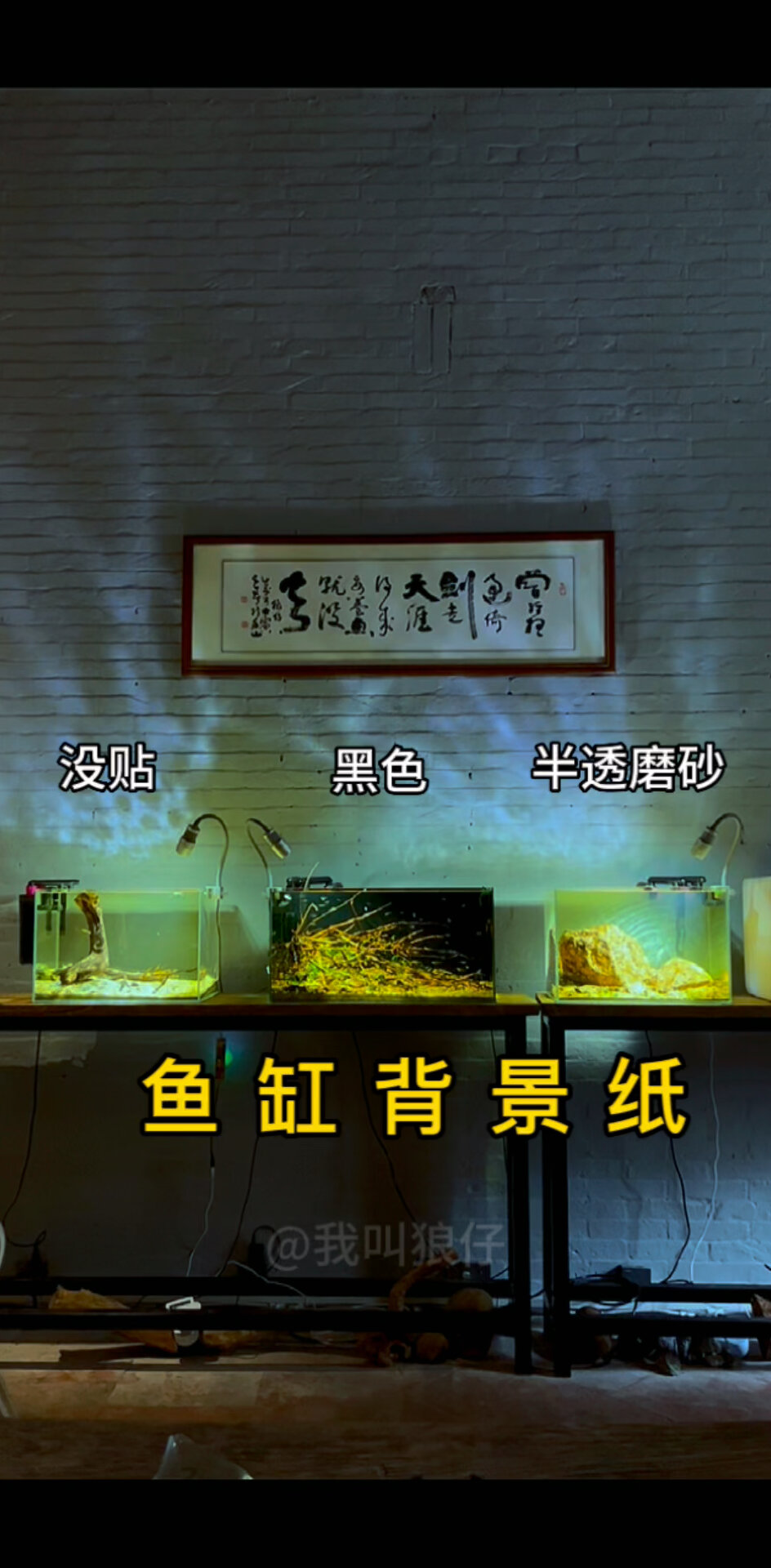 三种鱼缸背景纸对比,你喜欢那种?