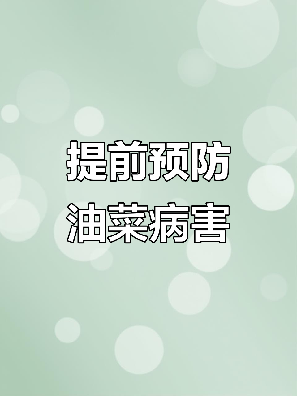 油菜菌核病防治要点,后期发展不容忽视
