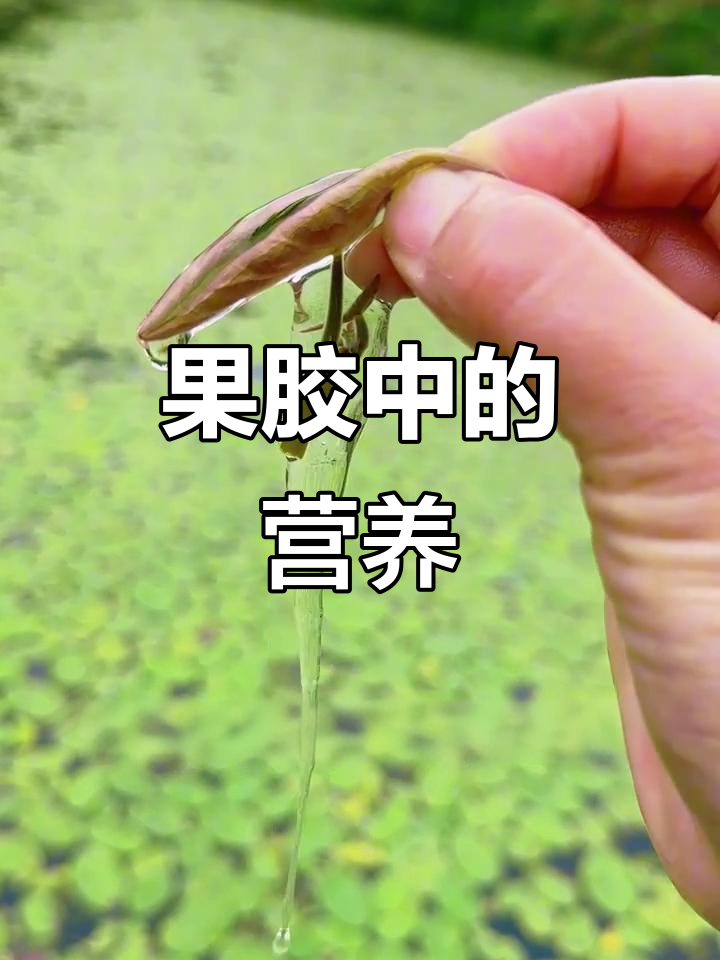 亲手采摘莼菜，营养全在果胶中！