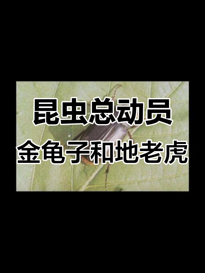 金龟子、地老虎与蝼蛄大揭秘,昆虫世界趣味多