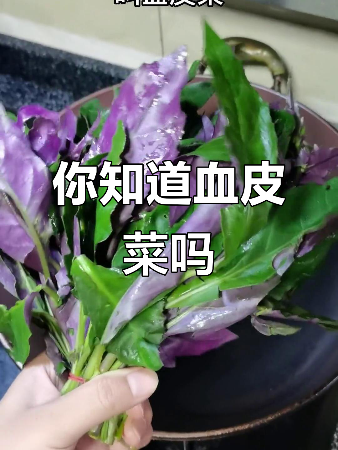 四川的“血皮菜”你吃过吗?紫背天葵的美味秘密