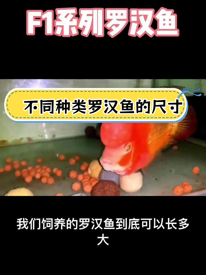 罗汉鱼能长多大?