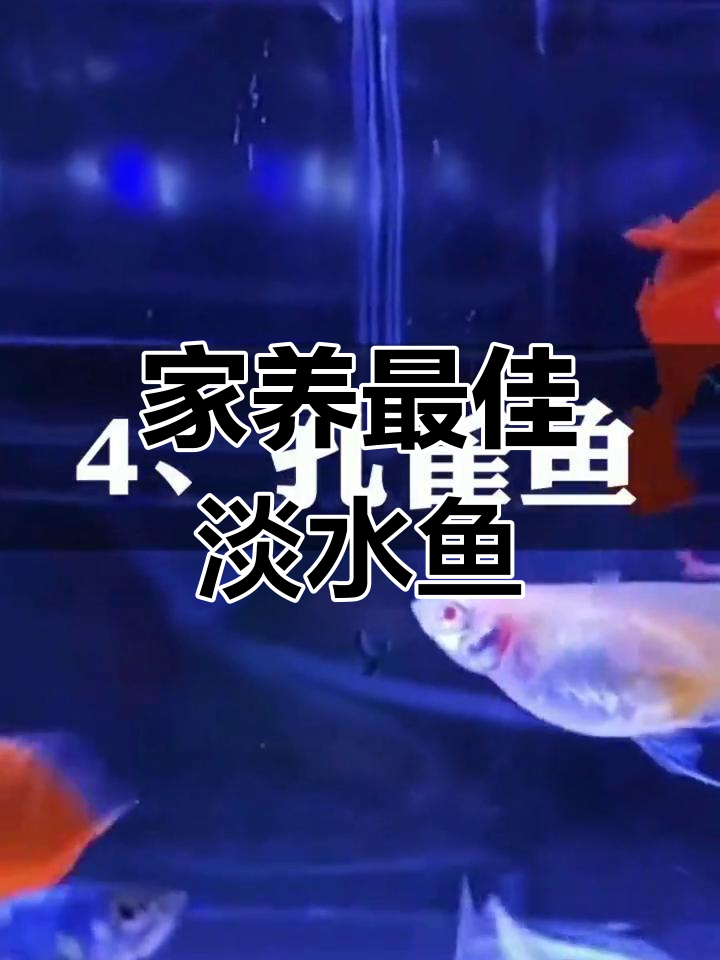 适合家养的淡水观赏鱼,金鱼、斗鱼和斑马鱼的养护技巧