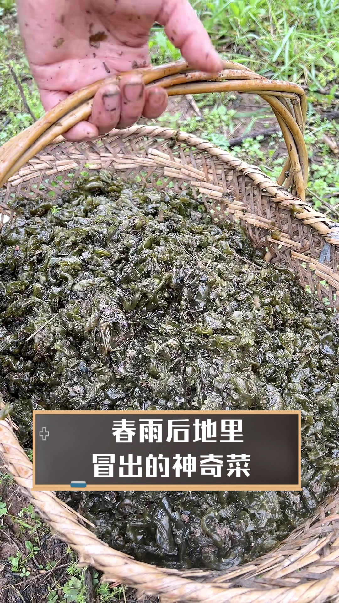 春雨后地里冒出的神奇菜