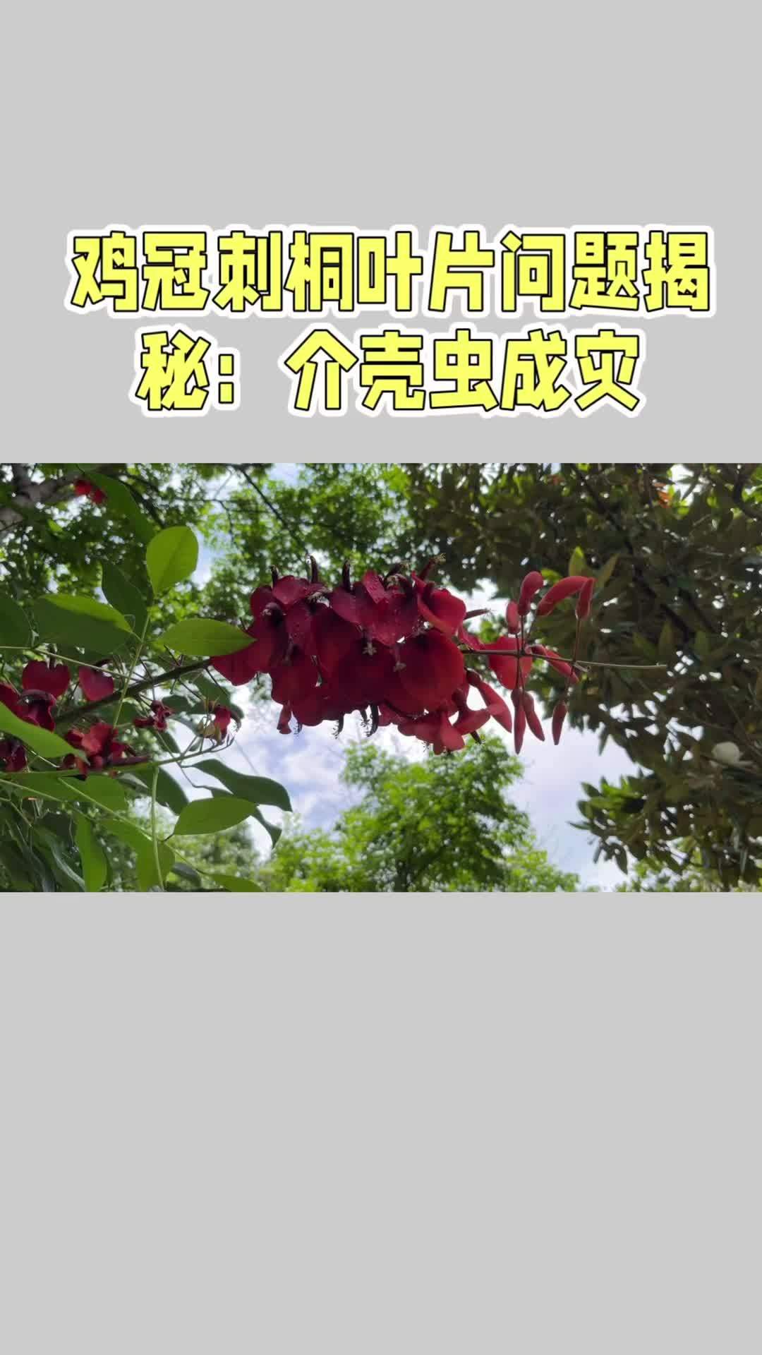 园林绿化工程 鸡冠刺桐叶片问题揭秘:蚧壳虫成灾 病虫害防治 园林绿化 技术分享 绿化苗木