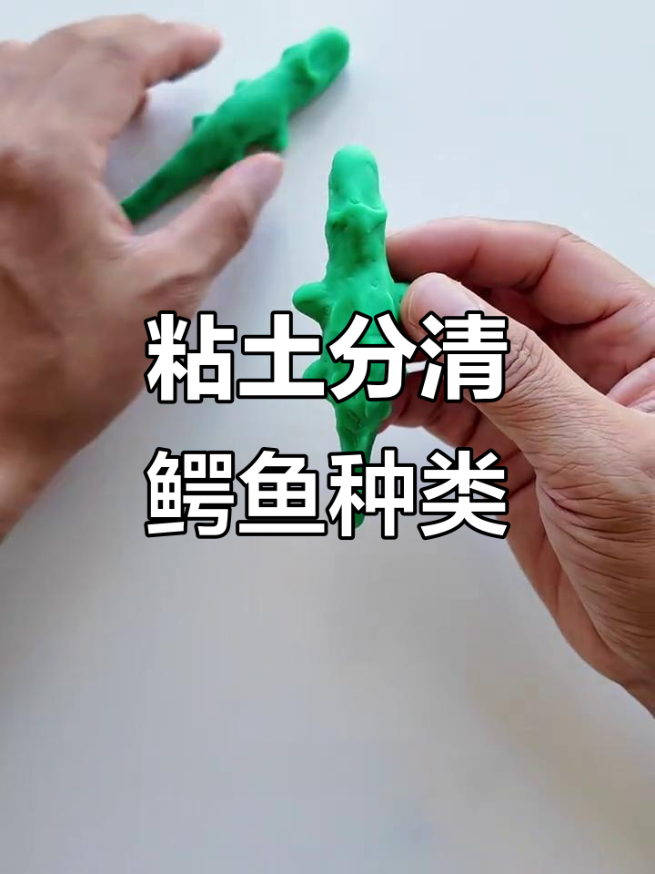粘土分清鳄鱼种类