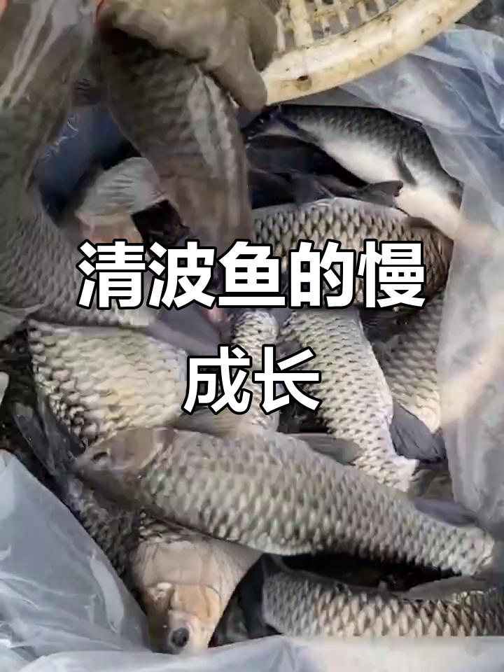清波鱼以青苔为食,一年增长两斤,珍贵且生长缓慢