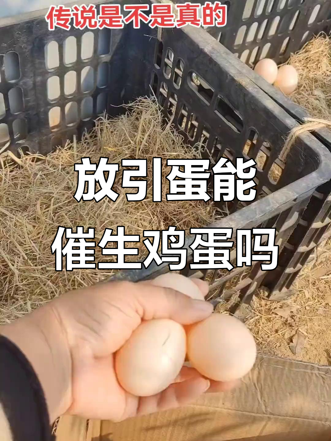 鸡窝里放引蛋到底有没有用?新手养鸡的疑惑