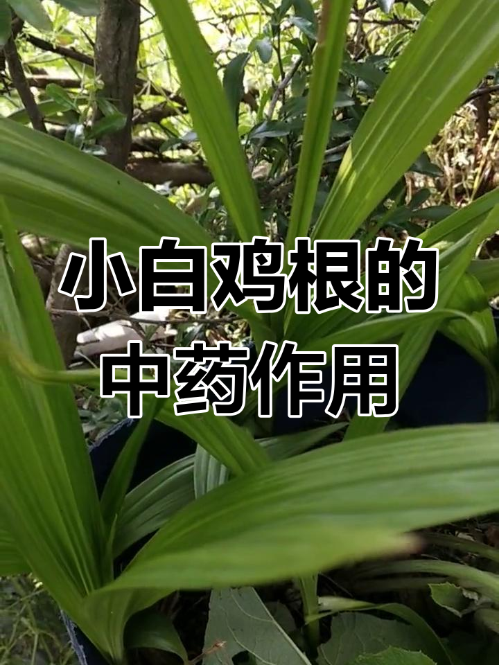 小白鸡根的药用价值,竟能疗肿止血!