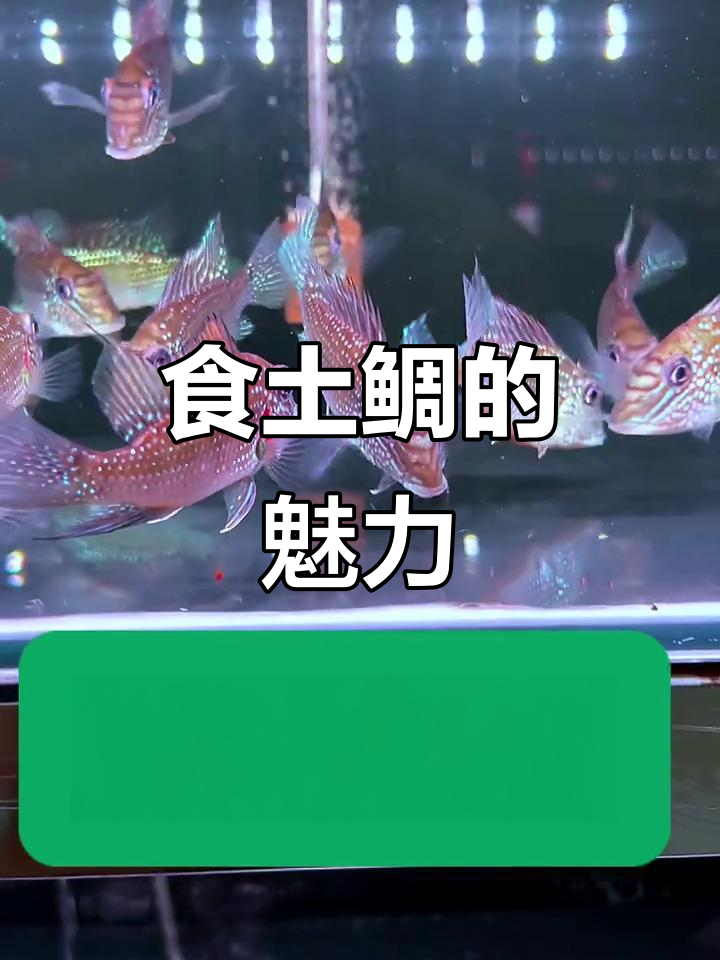 食土鲷:水族世界的美丽观赏鱼