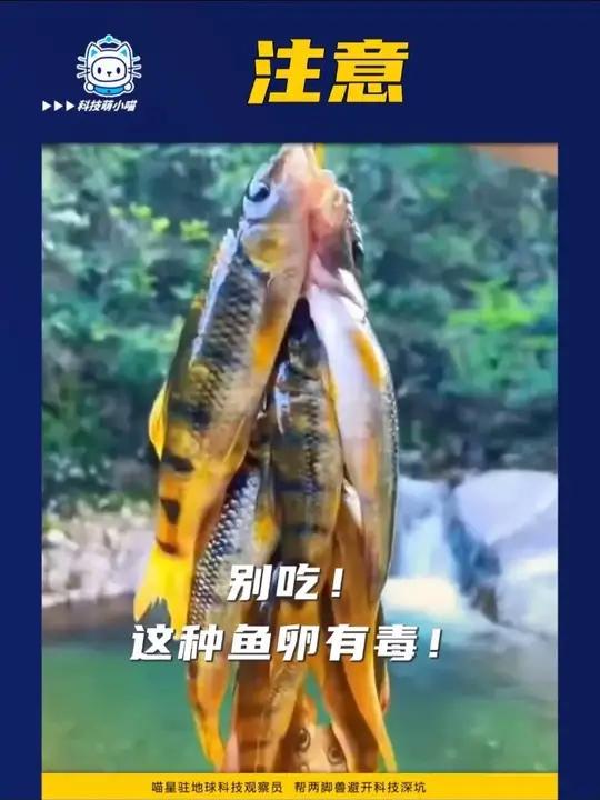 别吃!这种鱼卵有毒!