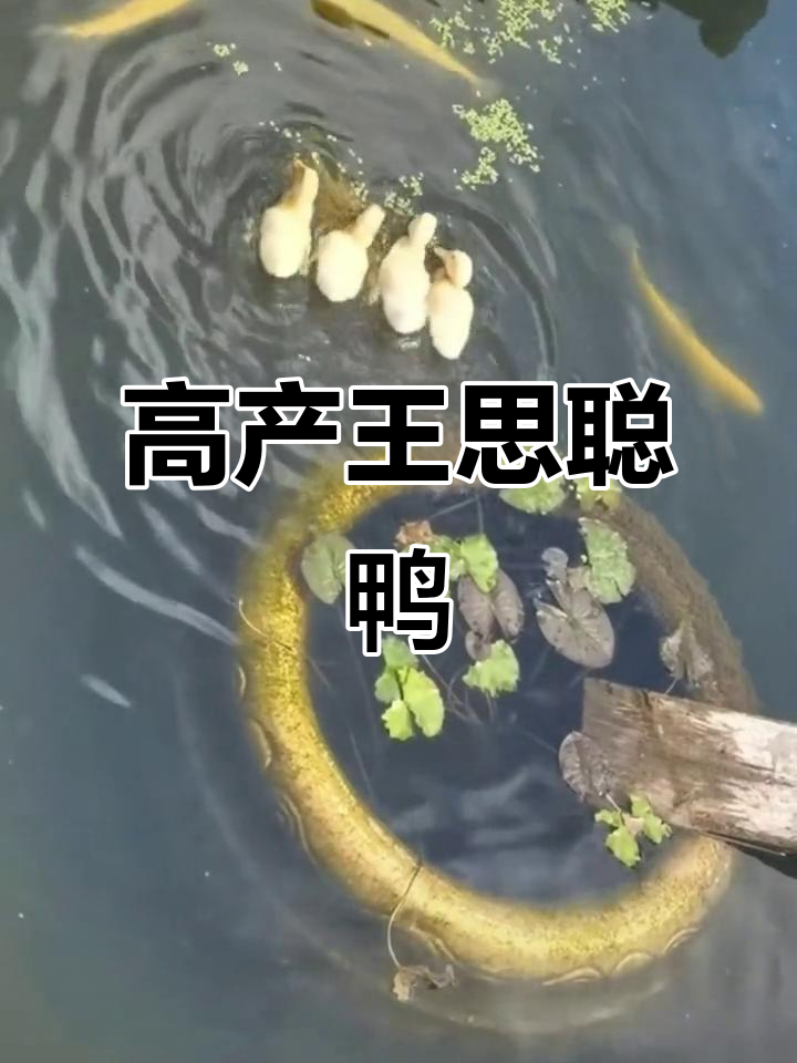 王思聪同款宠物鸭变高产,竟然能下这么多蛋!