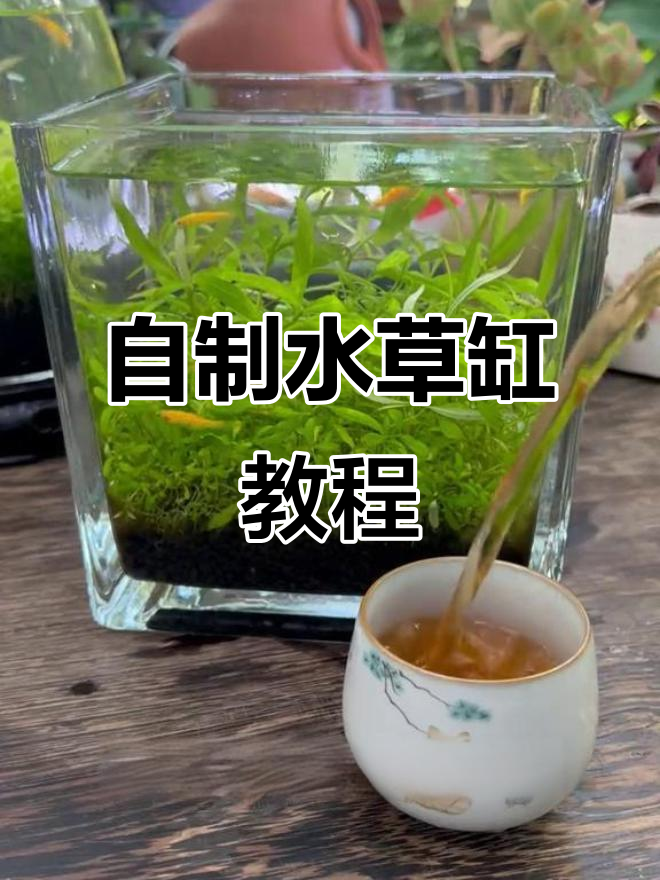 水草种植技巧大公开，轻松打造原生生态鱼缸