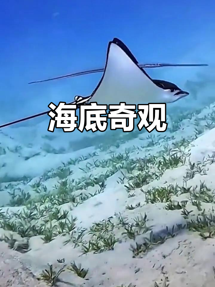 海洋深处，鱼群舞动、海豚跃起，尽显大自然的奇妙与美丽