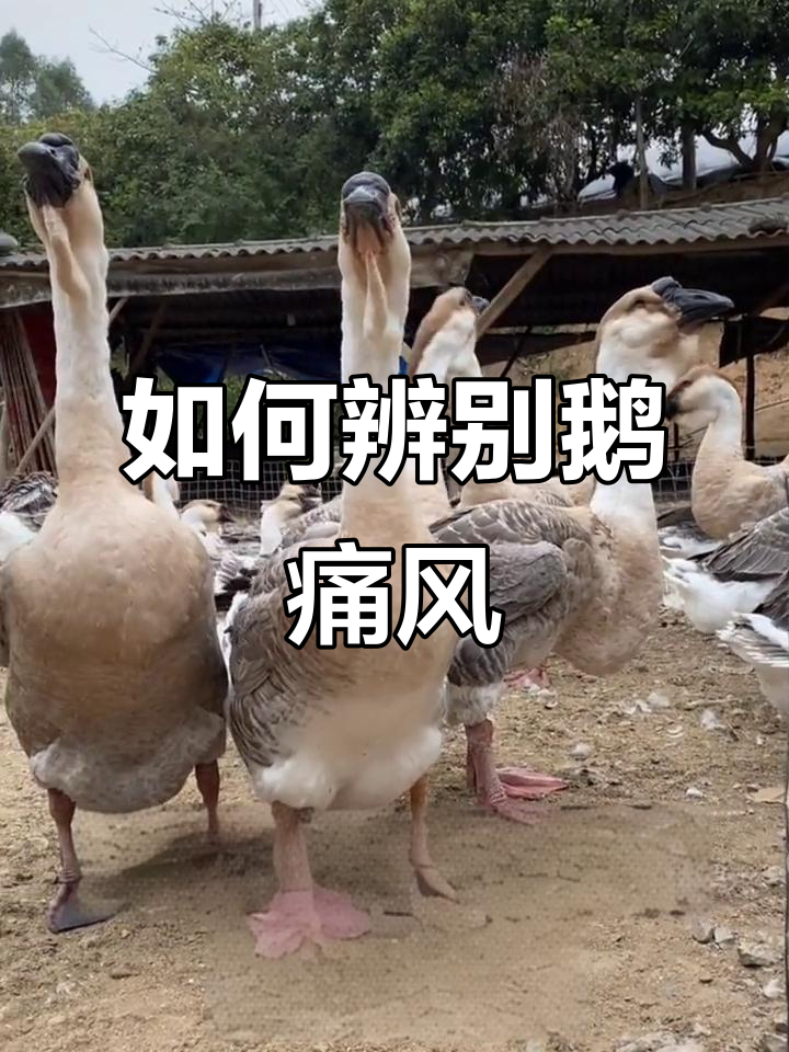 鹅痛风症状识别与防治技巧