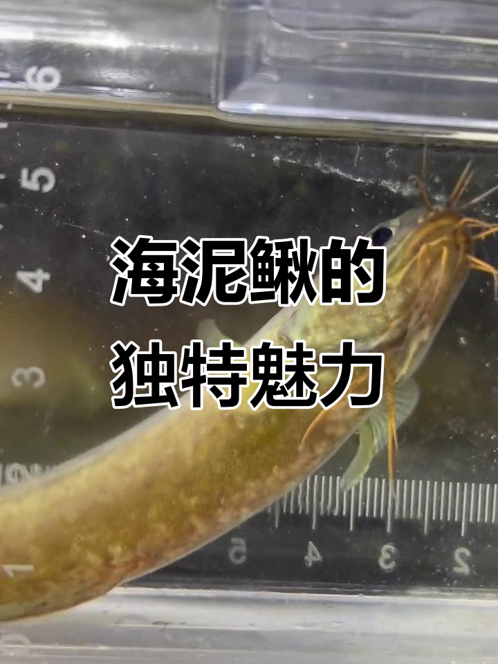 可爱海泥鳅,胡须超萌却颜色稍差