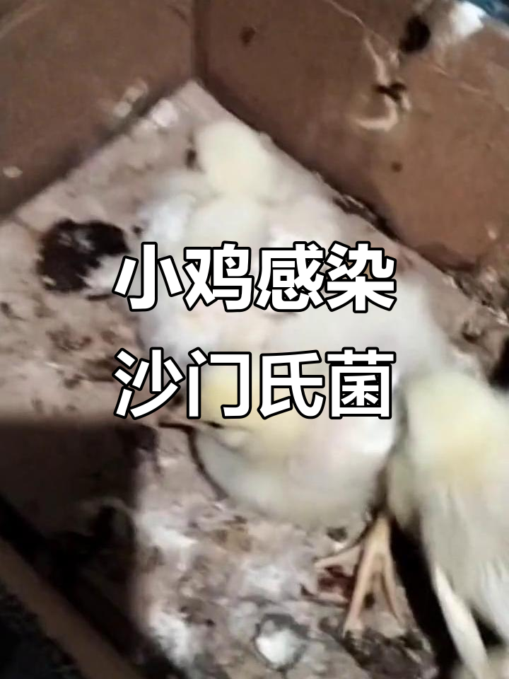 12天小鸡出现沙门氏菌症状,如何应对?