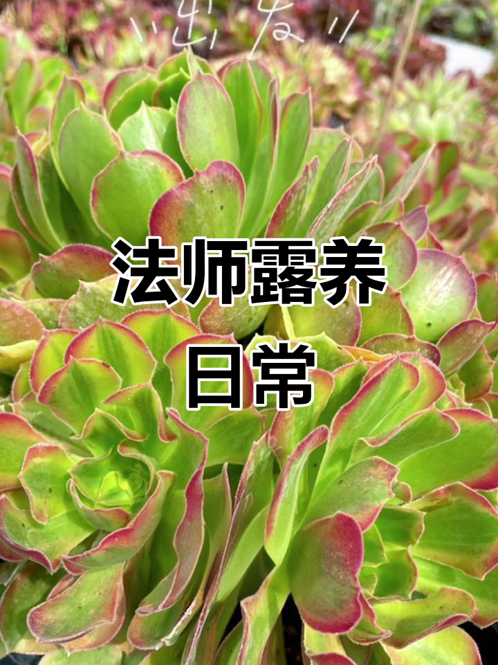 露养法师,好久不见!多肉植物成长记