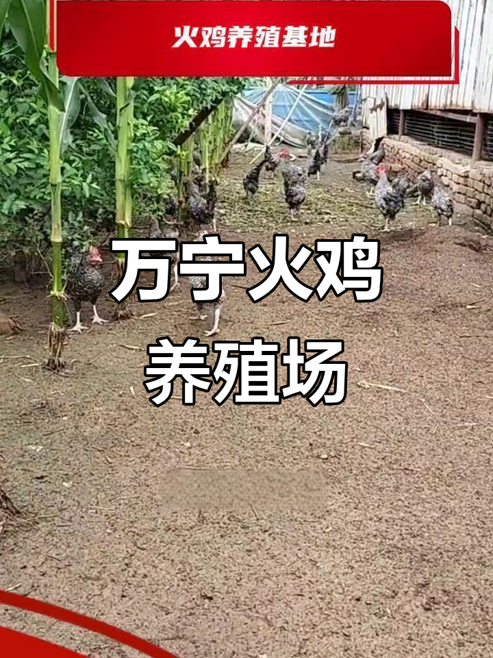 万宁火鸡养殖基地揭秘,疫苗接种全攻略