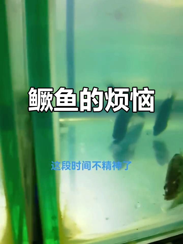 鳜鱼情绪大变,背鳍尾饼现白点?原来是这些原因!