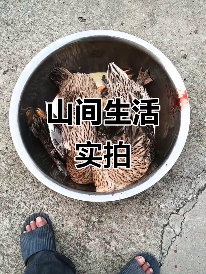 纯野生甲鱼与手工除毛的鸭子,山间生活的真实记录