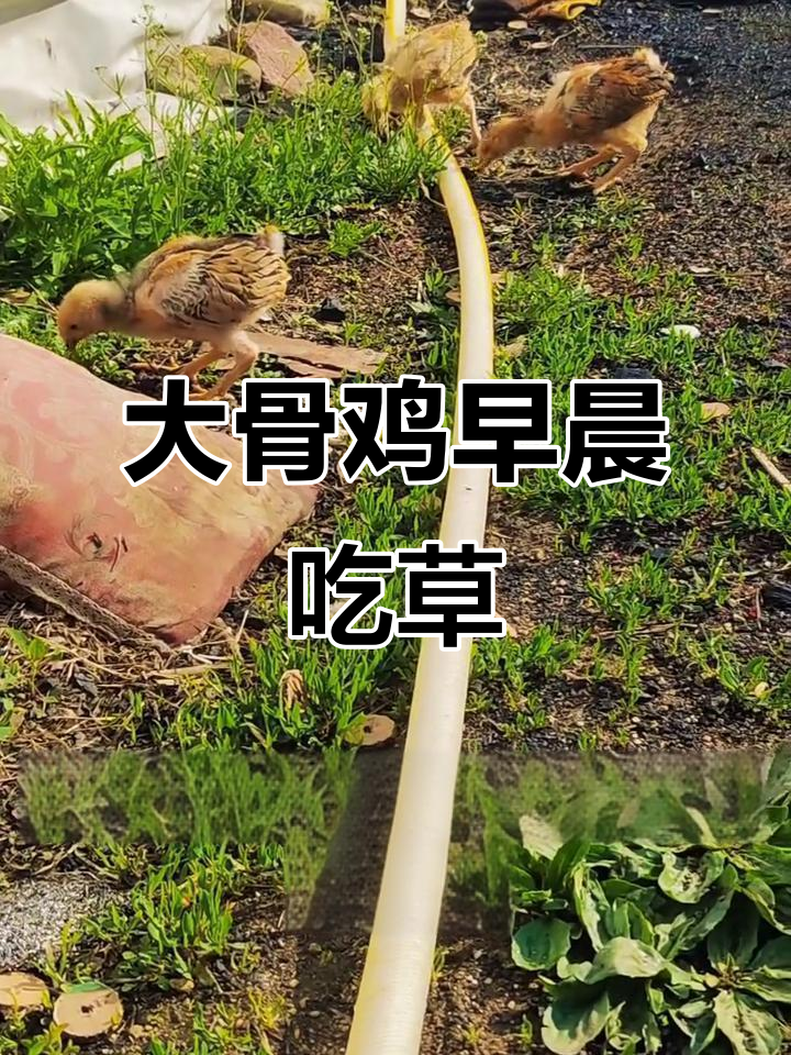 庄河大骨鸡的野外生活:清晨吃草,散养能力强