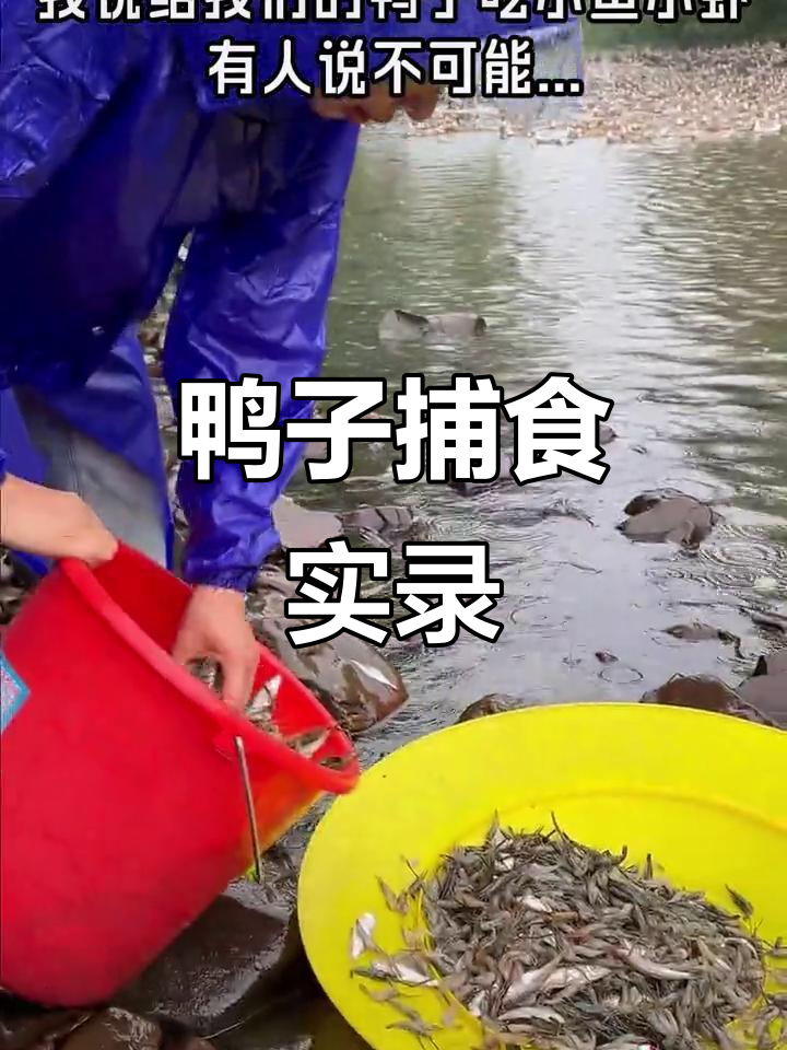 鸭子吃小鱼小虾,竟然被质疑?原生态散养土鸭的真实生活