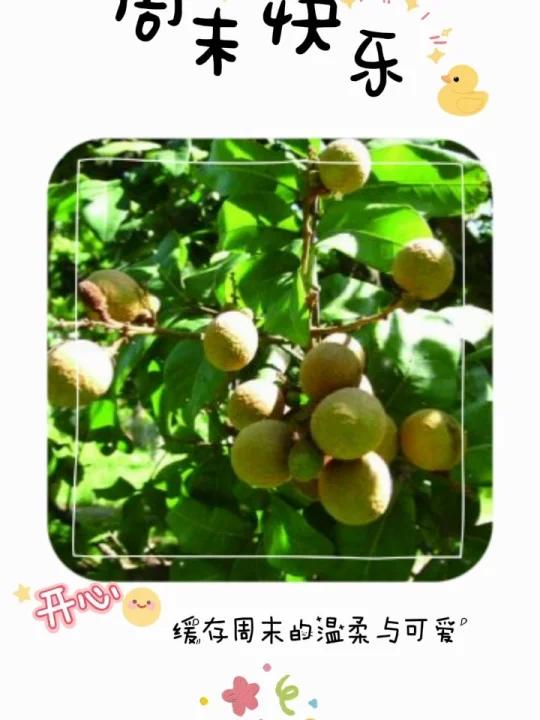 魅力中草药每日一药之龙眼肉,全景展示药材从田间到药房的生命历程!药为医之魂,药材好、药才好