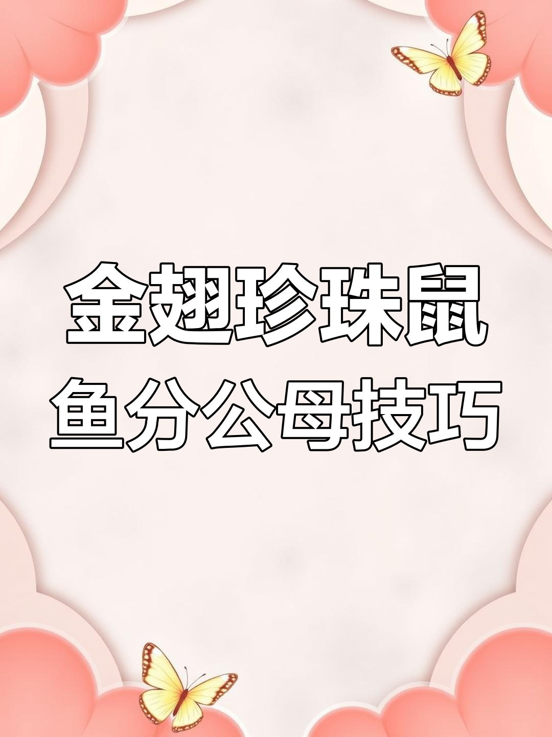 如何区分金翅珍珠鼠公母?从肚子到下管全解析