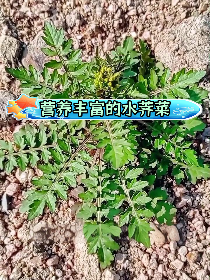 水荠菜:药食两用的野生草本植物