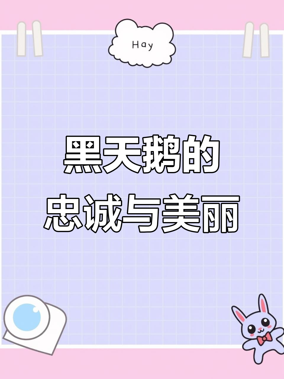 黑天鹅象征忠贞,雨中翩翩起舞