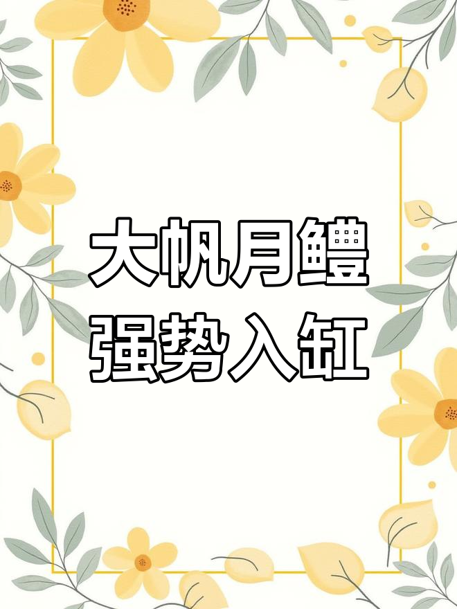 菜市场捡漏大帆月鳢,入缸后霸气巡游,性格超好