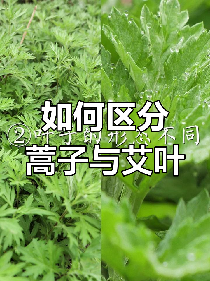 蒿子和艾叶的区别,三招教你轻松分辨