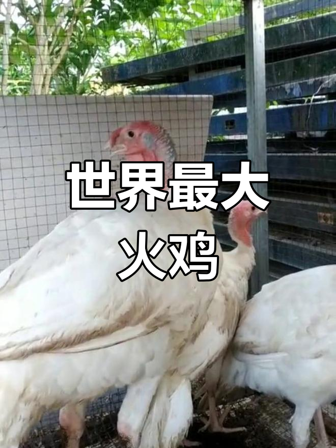 全球最大火鸡品种,尼古拉70o系能长50斤