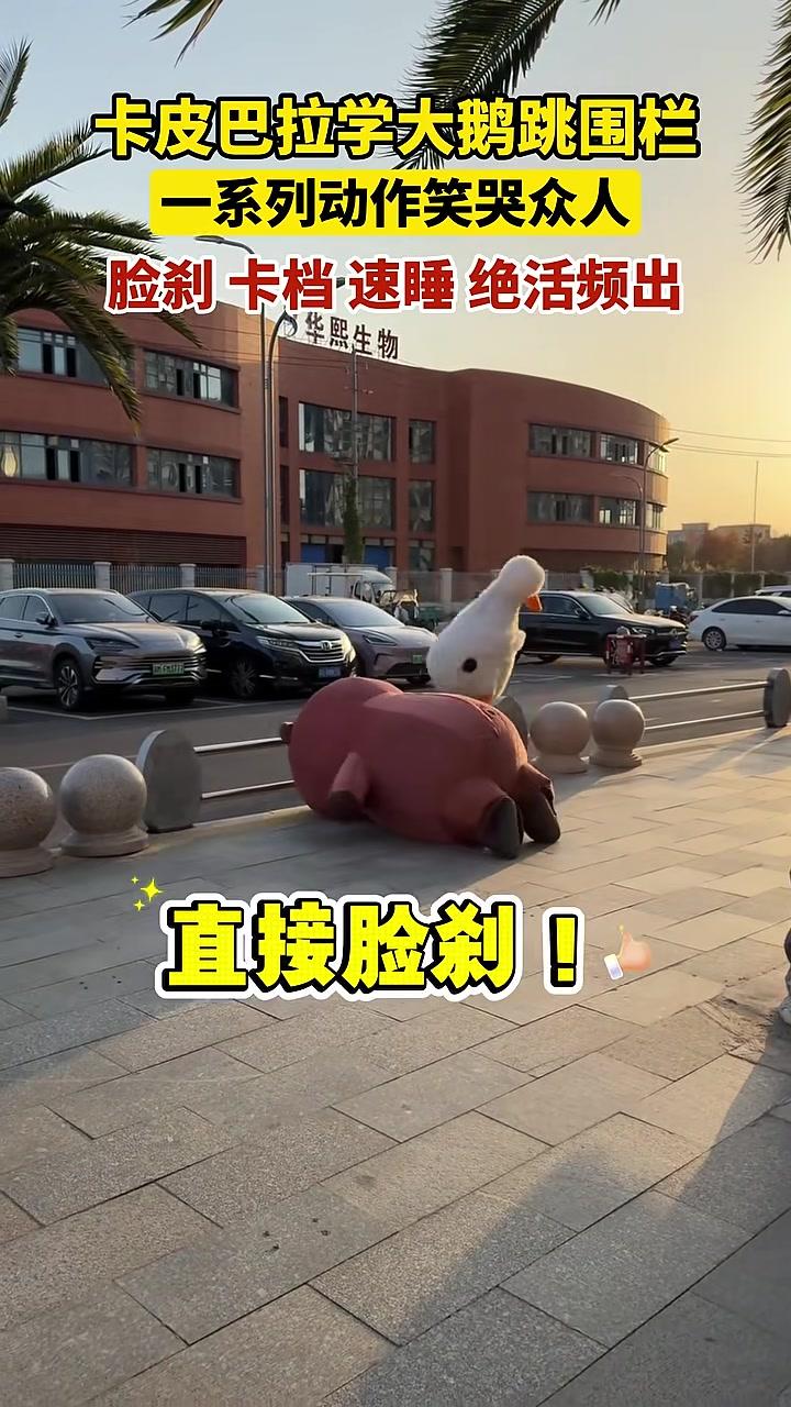 卡皮巴拉学大鹅跳围栏,一系列动作笑哭众人,脸刹卡档速睡绝活频出 搞笑 万万没想到