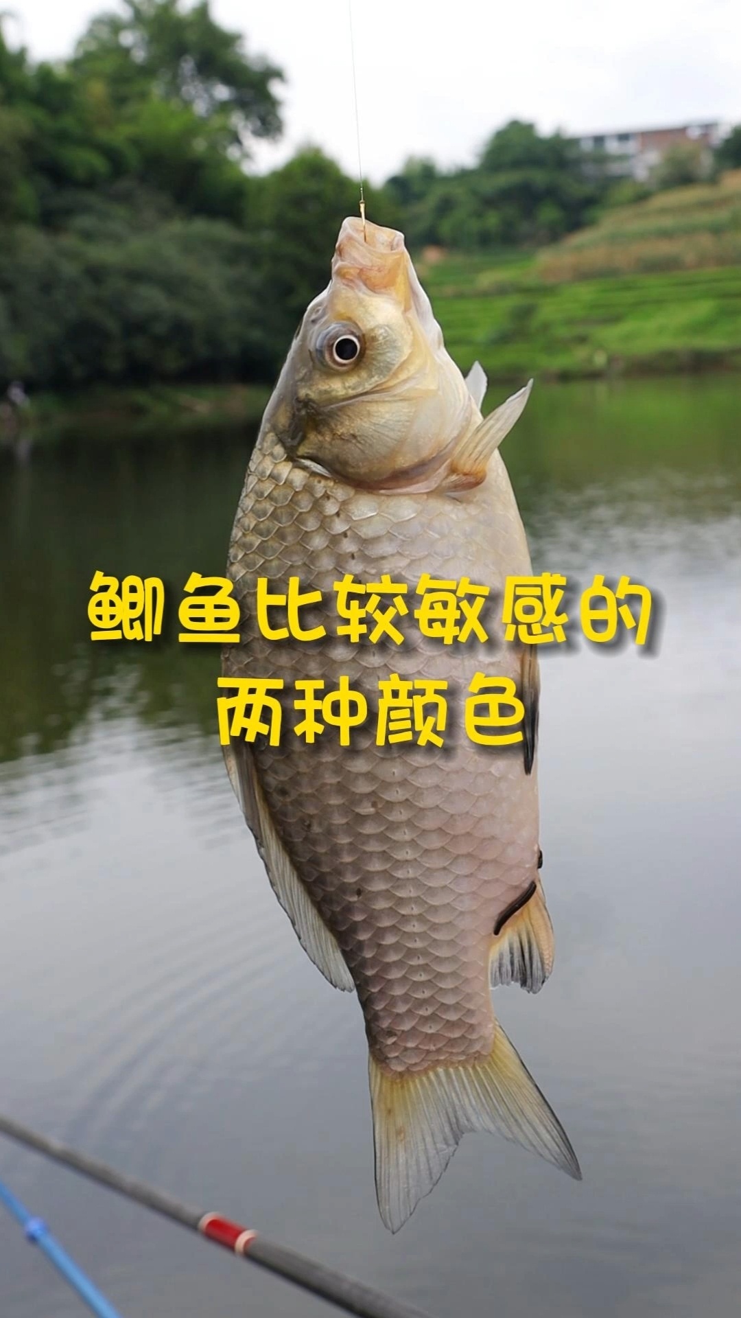 鲫鱼喜欢吃什么