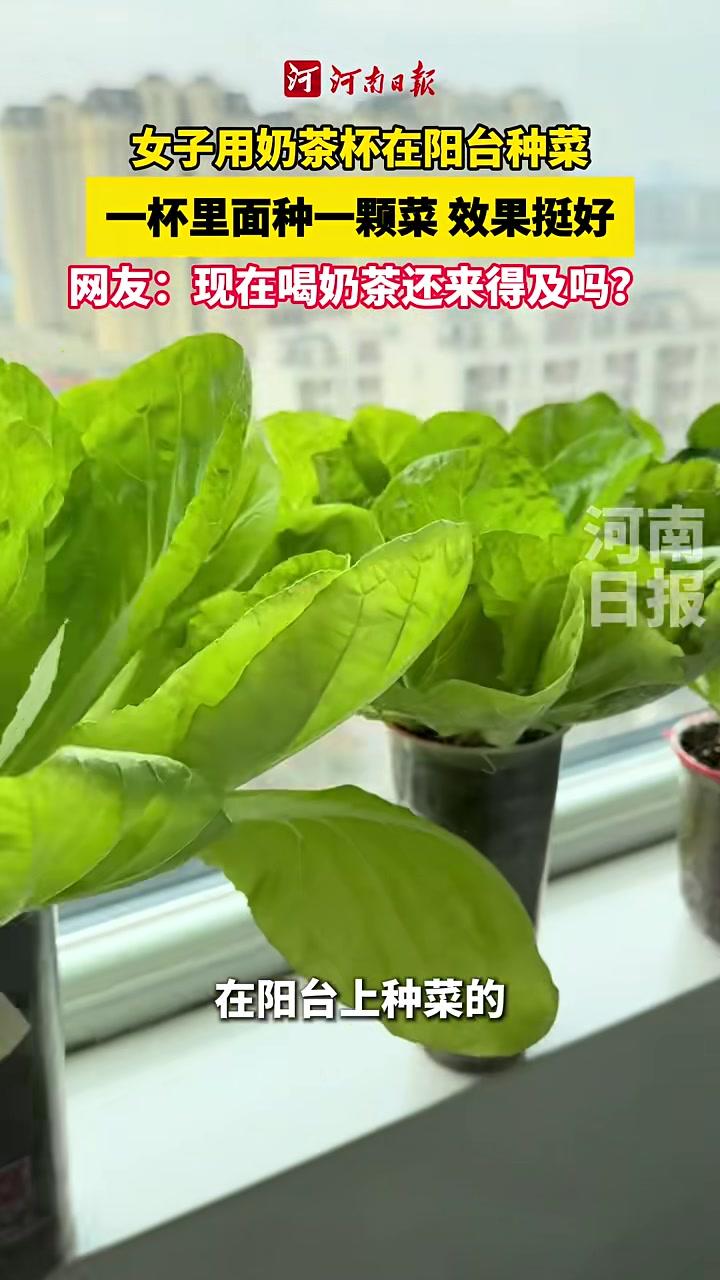 女子用奶茶杯在阳台种菜一杯里面种一颗菜，可以省下很多土，搬运也方便。网友：现在喝奶茶还来得