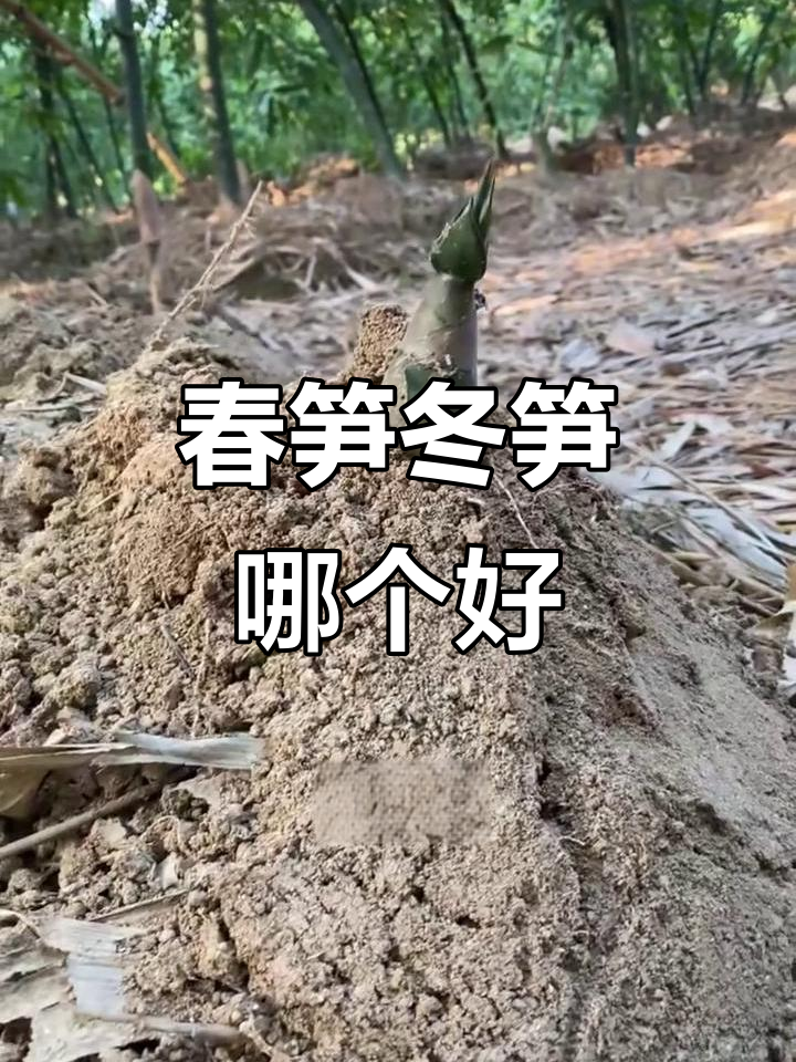 春笋与冬笋,哪个更美味?口感和做法全解析