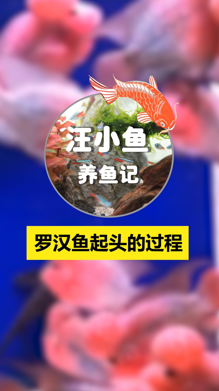 汪小鱼养鱼记——罗汉鱼起头的注意事项