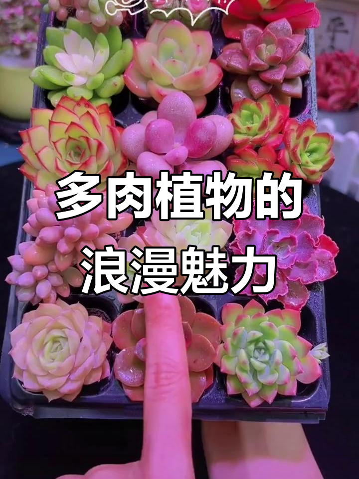 玉雕般的多肉植物,粉色边韵超美!