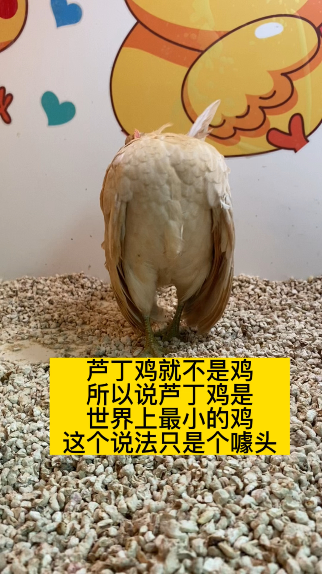 世界上最小的鸡应该是它