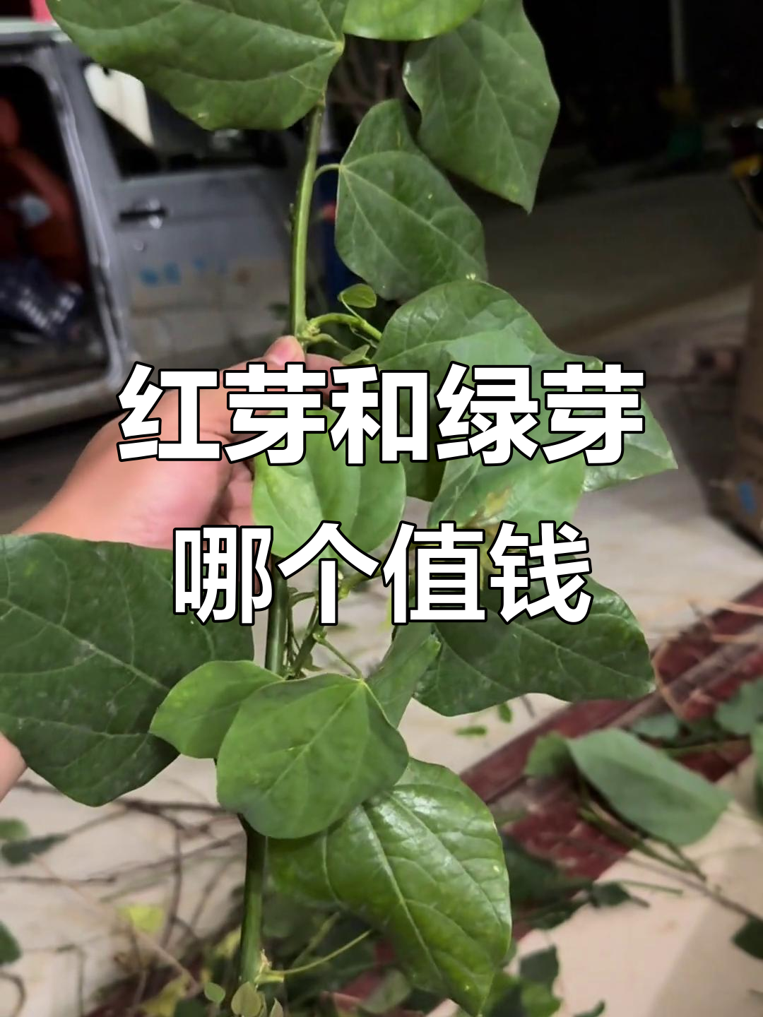 红芽龙须菜与绿芽,哪种更有价值?
