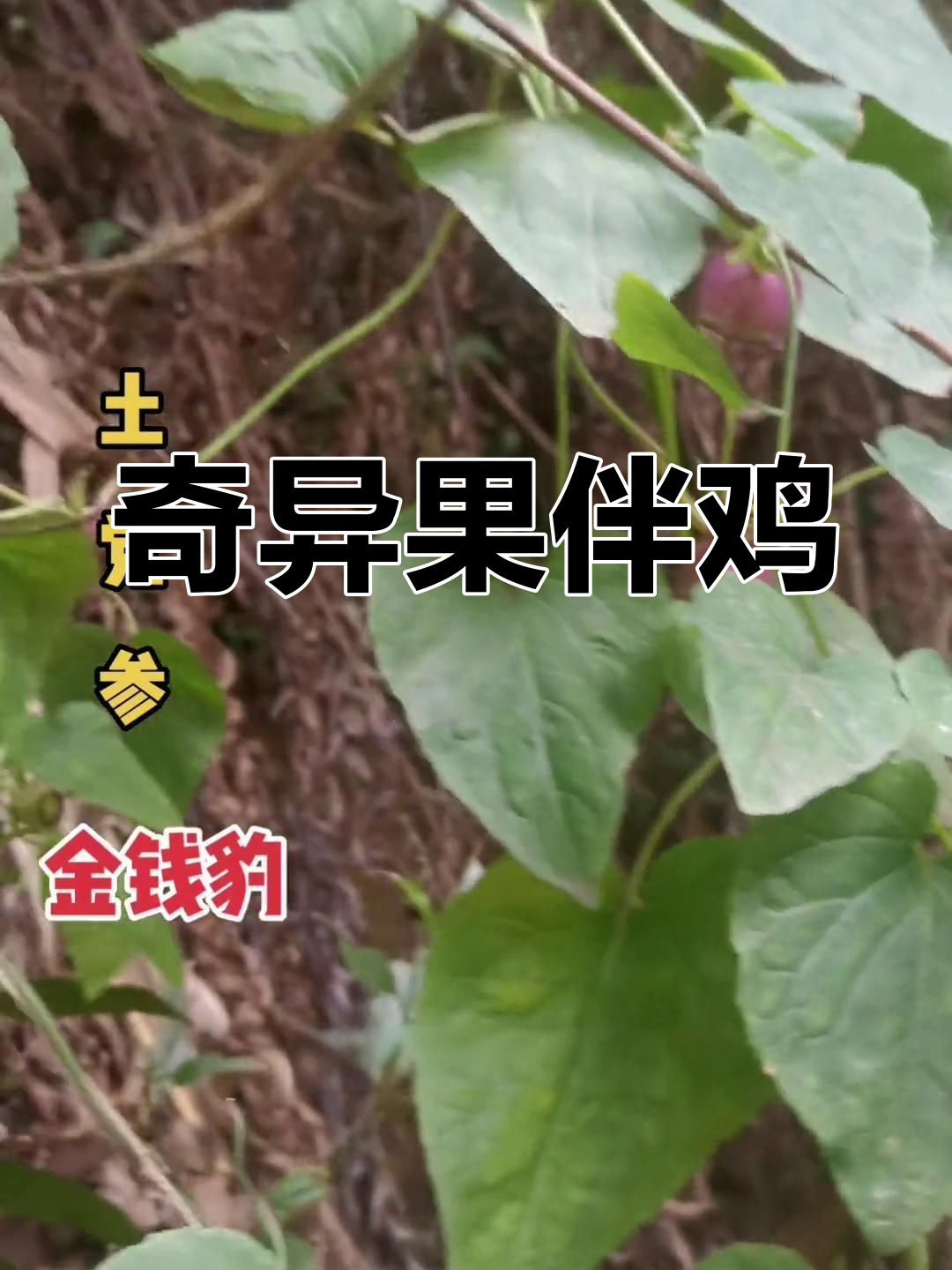 这棵土党参果实累累,挖回家与鸡作伴,真是奇特组合!