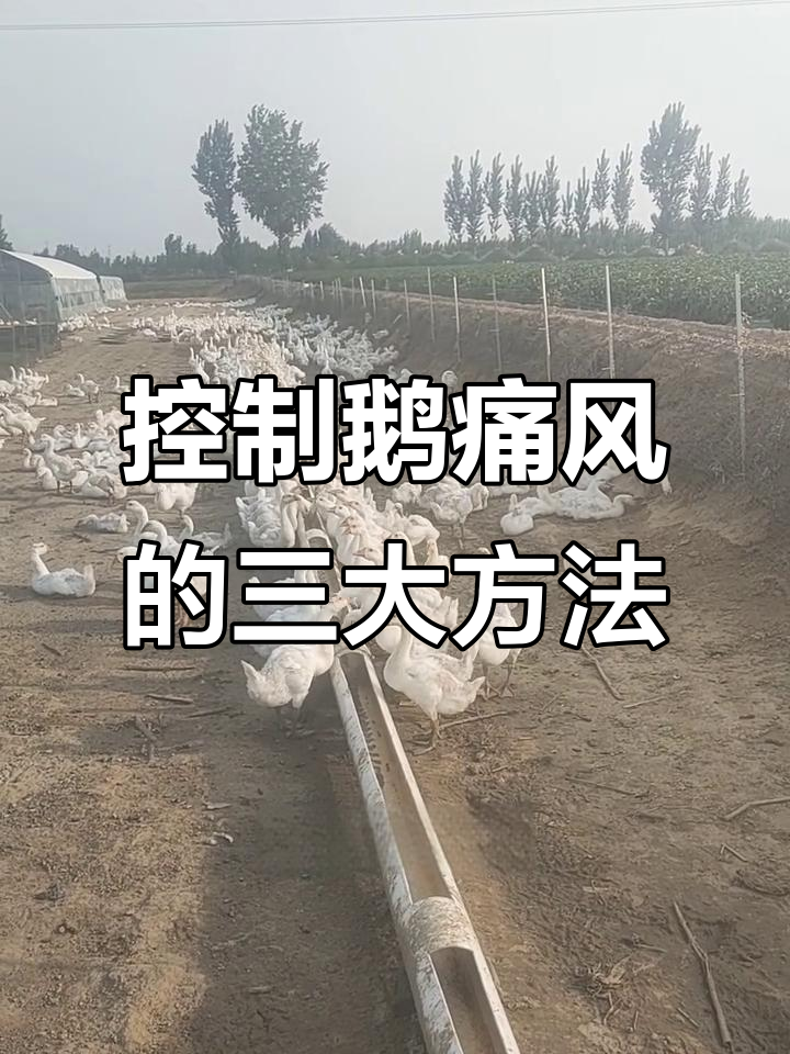 鹅痛风控制全攻略:降低蛋白、改善环境与通肾四步法